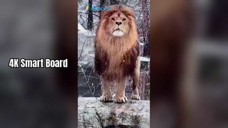 Papan Cerdas 4K untuk Pengajaran & Bisnis